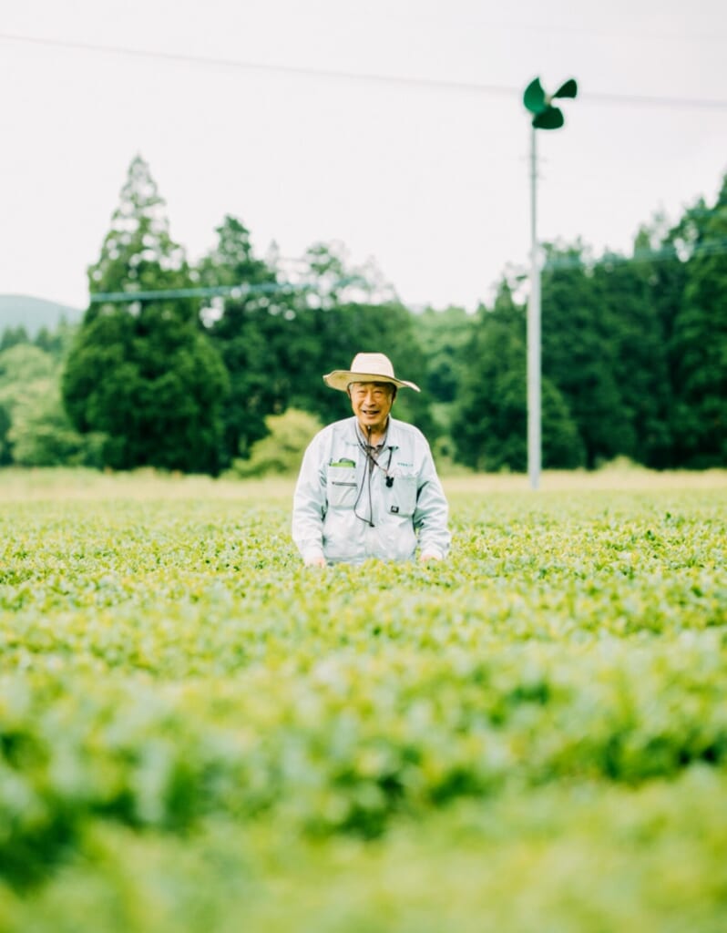 Did You Know Tea Plants Bloom?