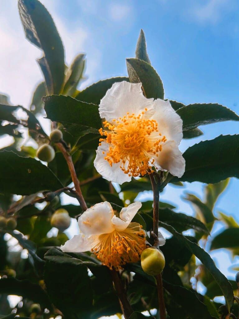 Did You Know Tea Plants Bloom?