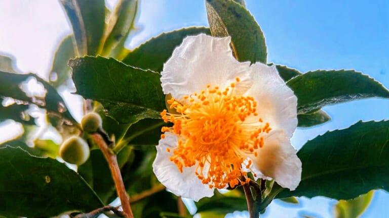Did You Know Tea Plants Bloom?