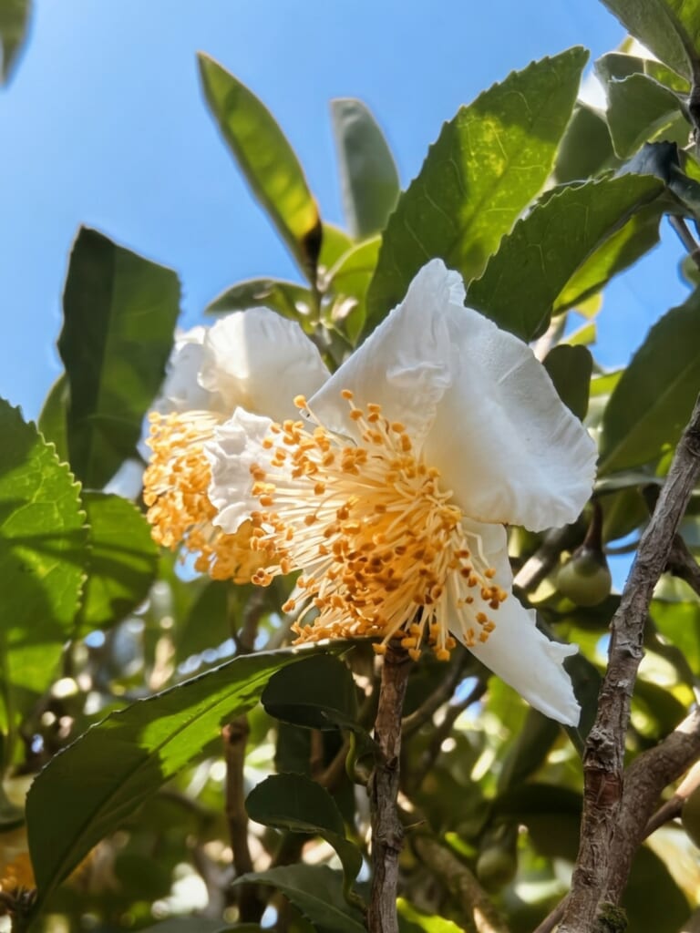Did You Know Tea Plants Bloom?