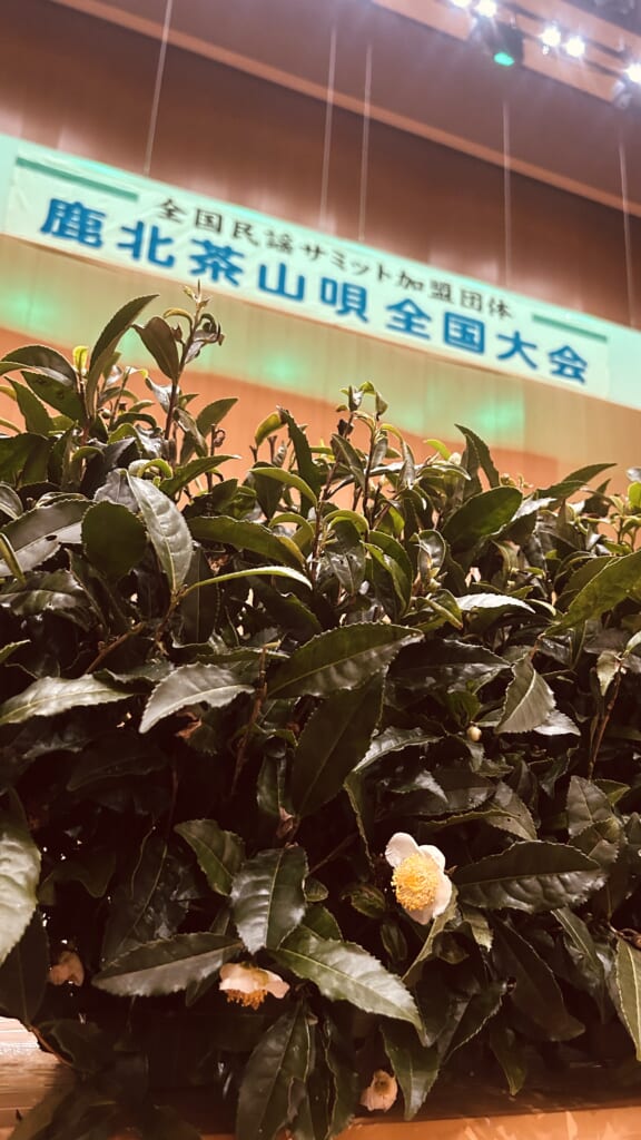 Echoes from the Tea Fields